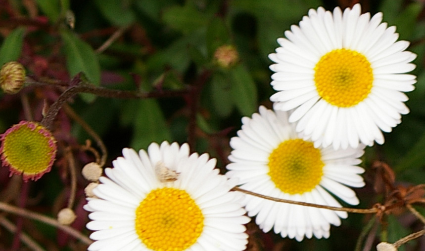 Erigeron karvinskianus / Cspica karvinskiana